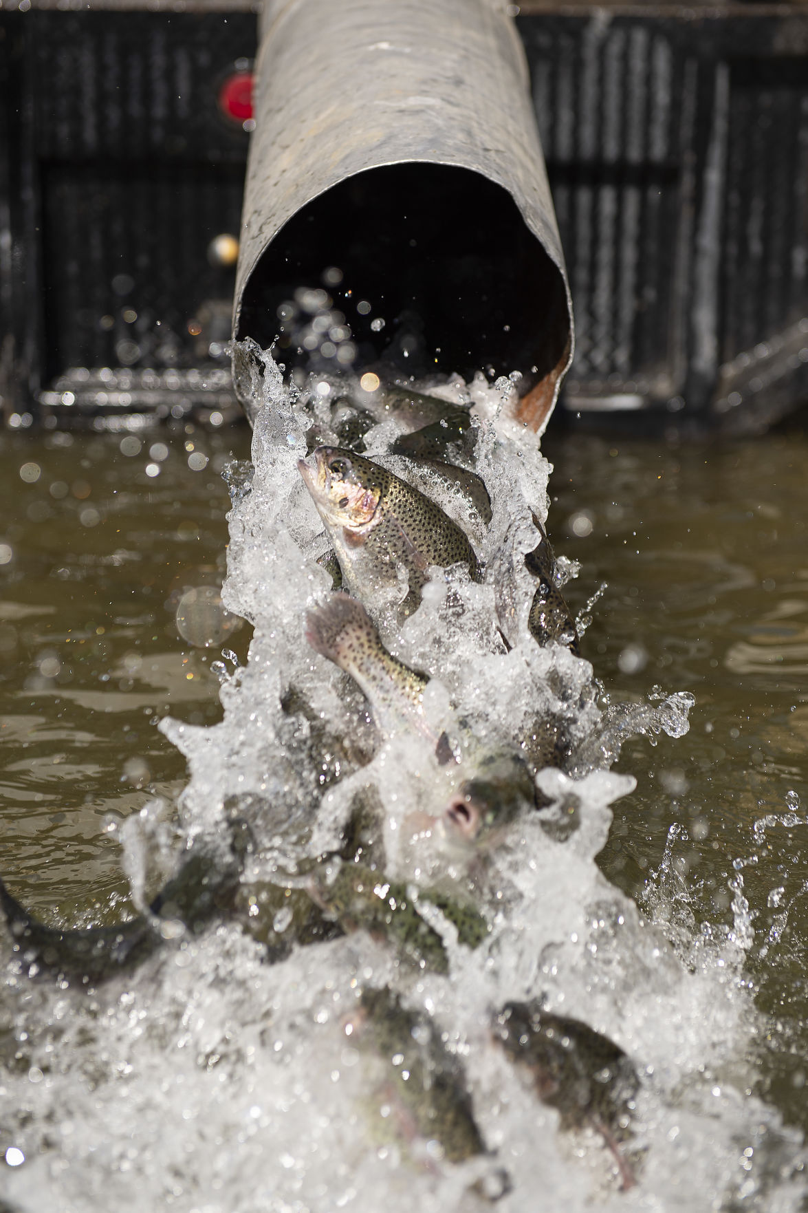 Stocking trout in Lake Cleveland